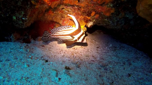  Apprenez à connaître les fonds marins 